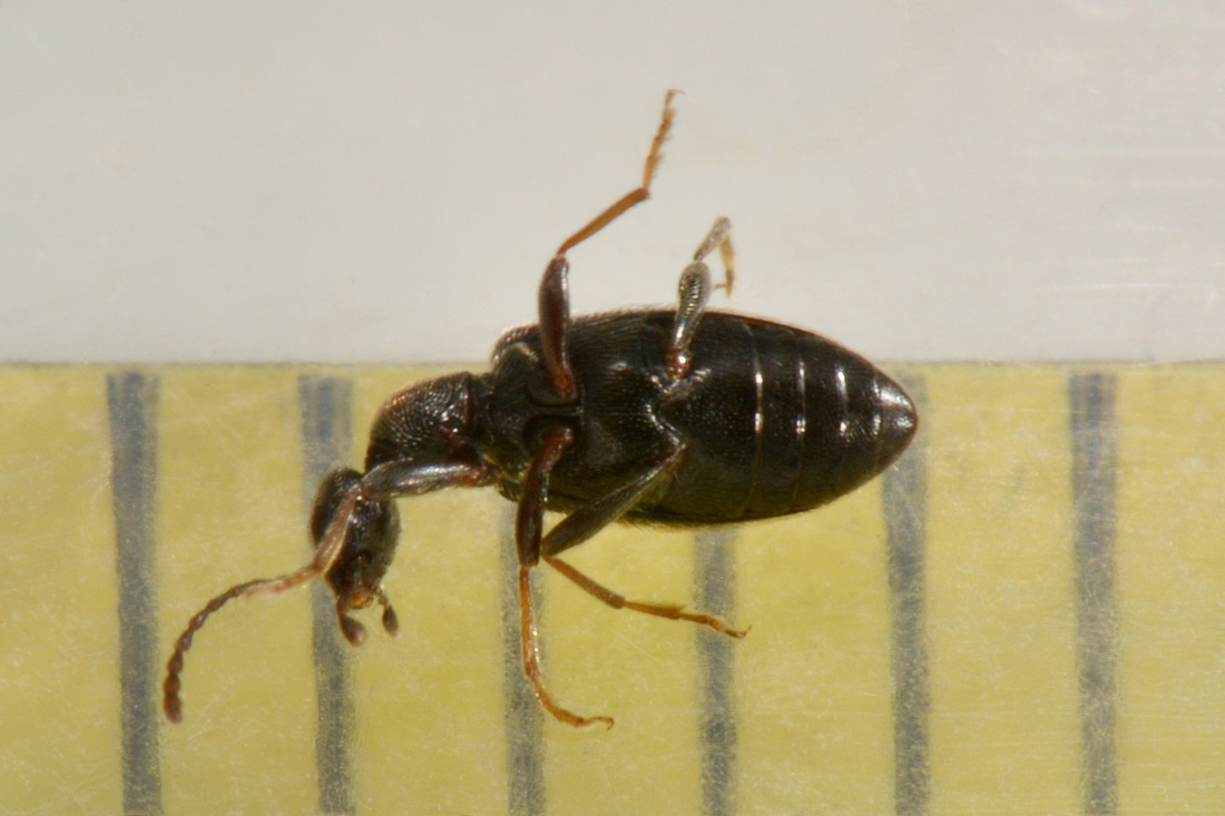 Anthicidae: Anthicus sp?  S,  Anthicus laeviceps